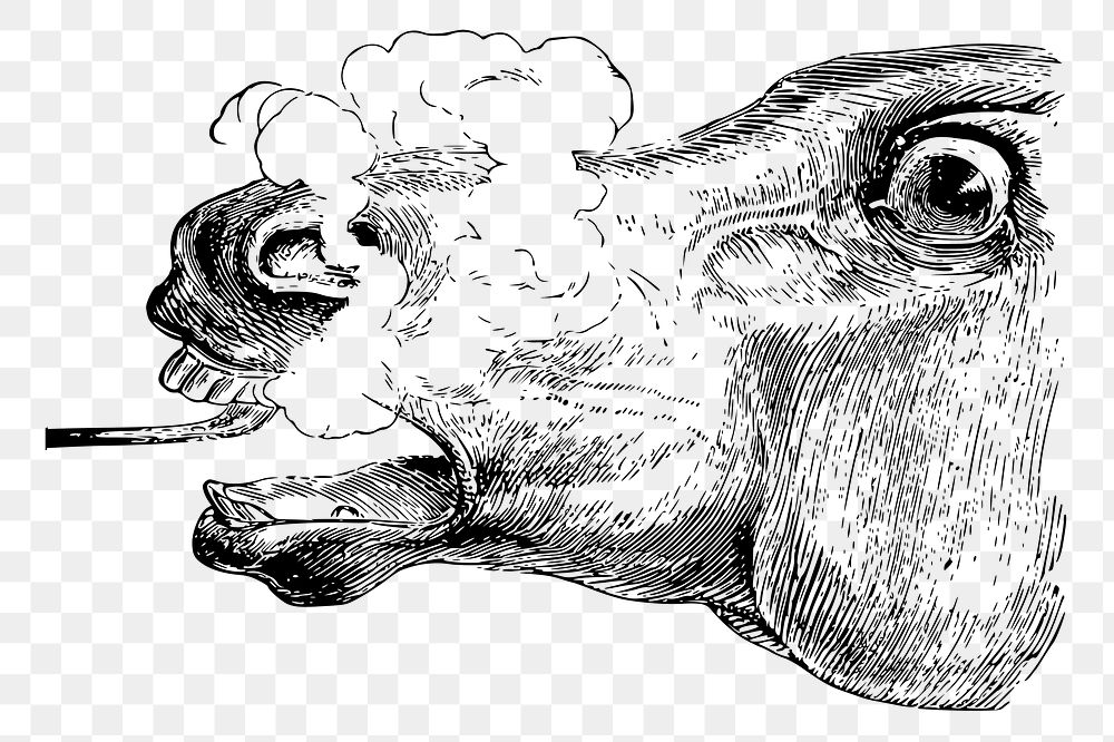 Horse head png sticker illustration, transparent background. Free public domain CC0 image.