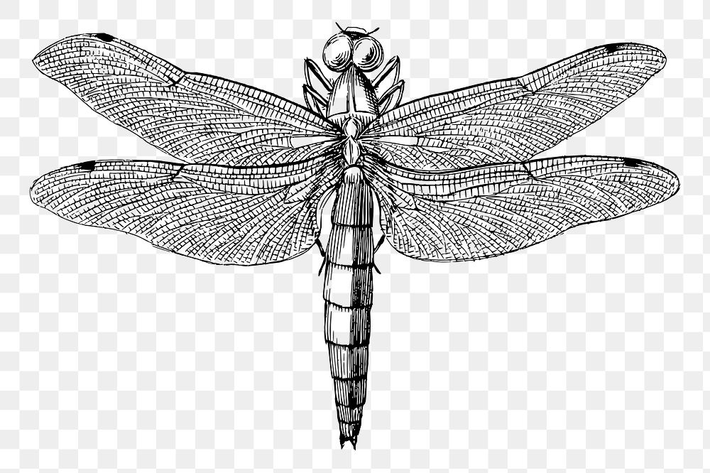 Dragonfly png sticker, vintage illustration, transparent background. Free public domain CC0 image.
