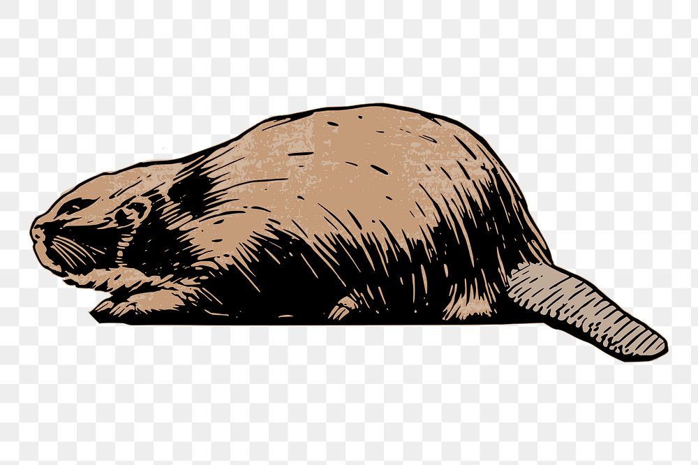 Beaver png sticker, vintage illustration, transparent background. Free public domain CC0 image.