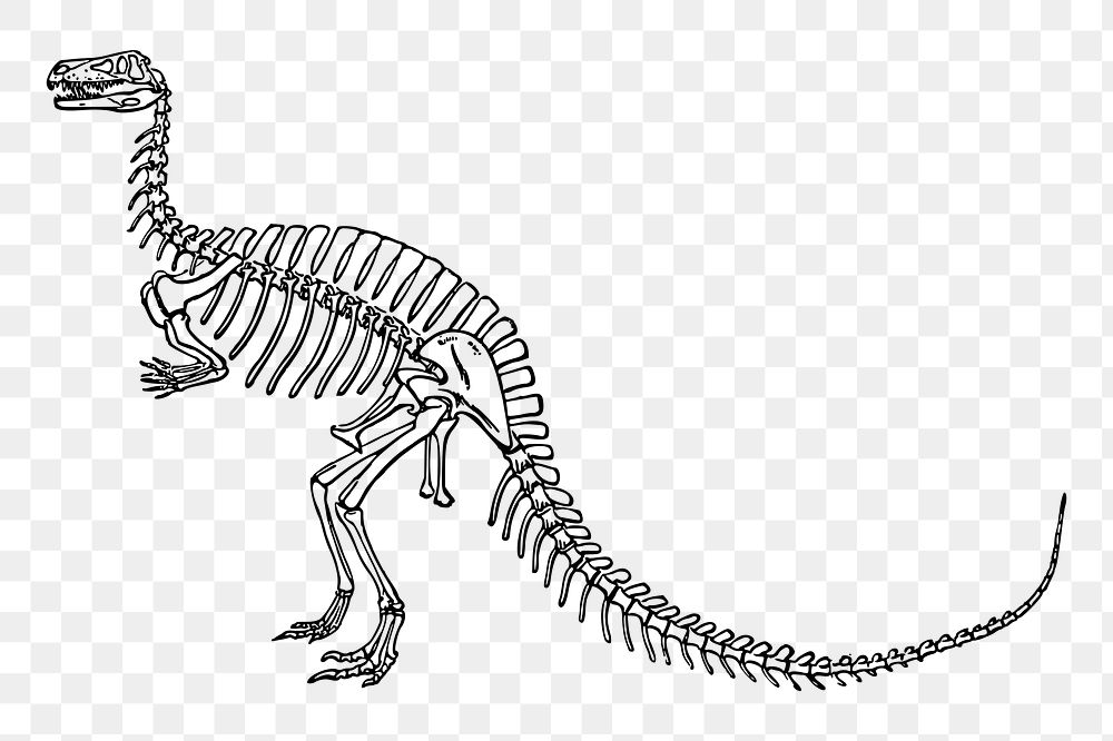 Dinosaur fossil png sticker illustration, transparent background. Free public domain CC0 image.