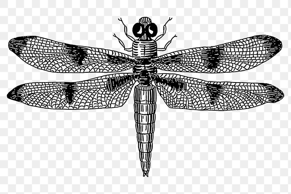 Dragonfly png sticker illustration, transparent background. Free public domain CC0 image.