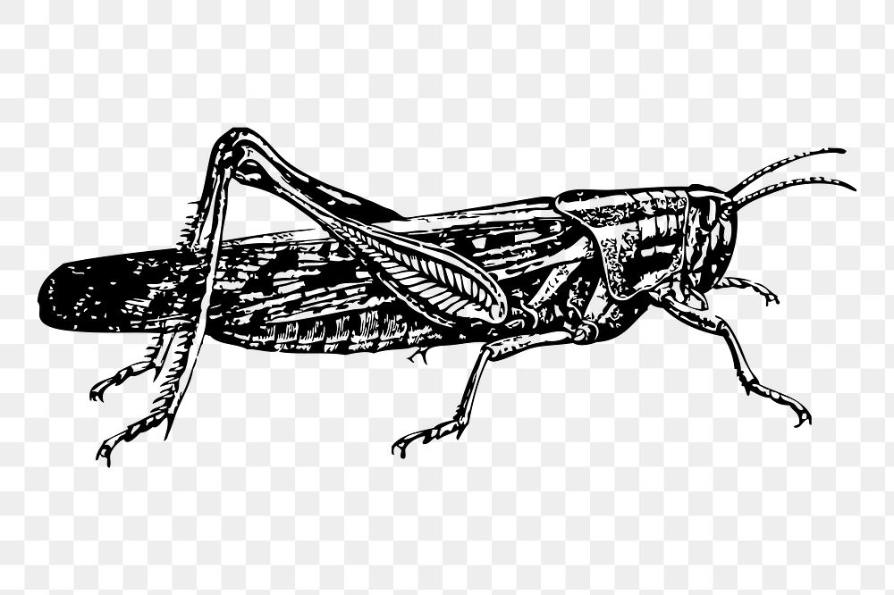 Locust png sticker illustration, transparent background. Free public domain CC0 image.