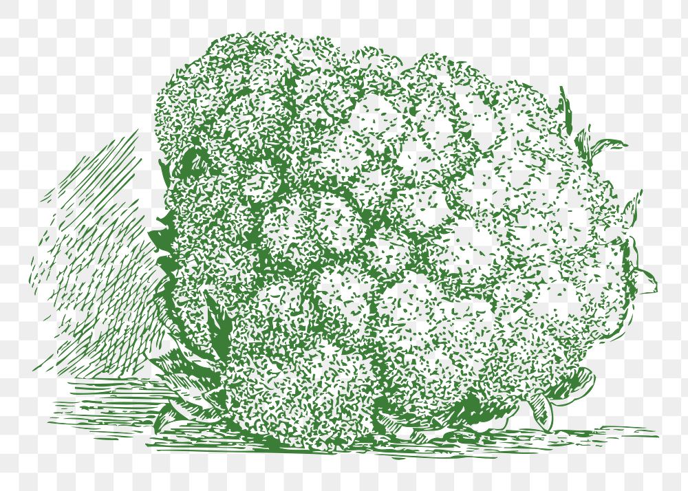 Cauliflower png sticker illustration, transparent background. Free public domain CC0 image.