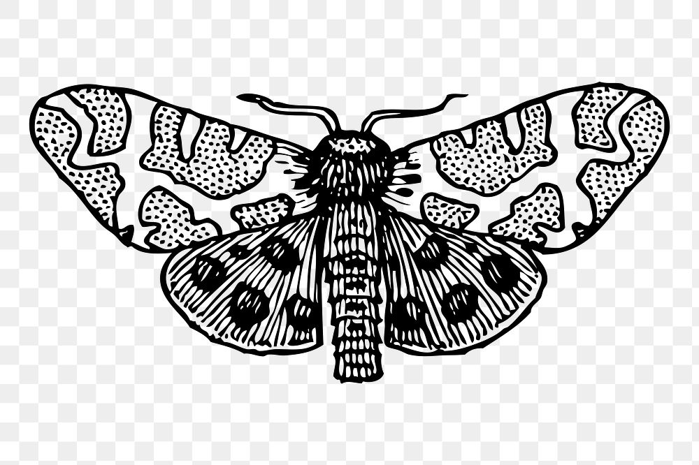 Moth png sticker illustration, transparent background. Free public domain CC0 image.