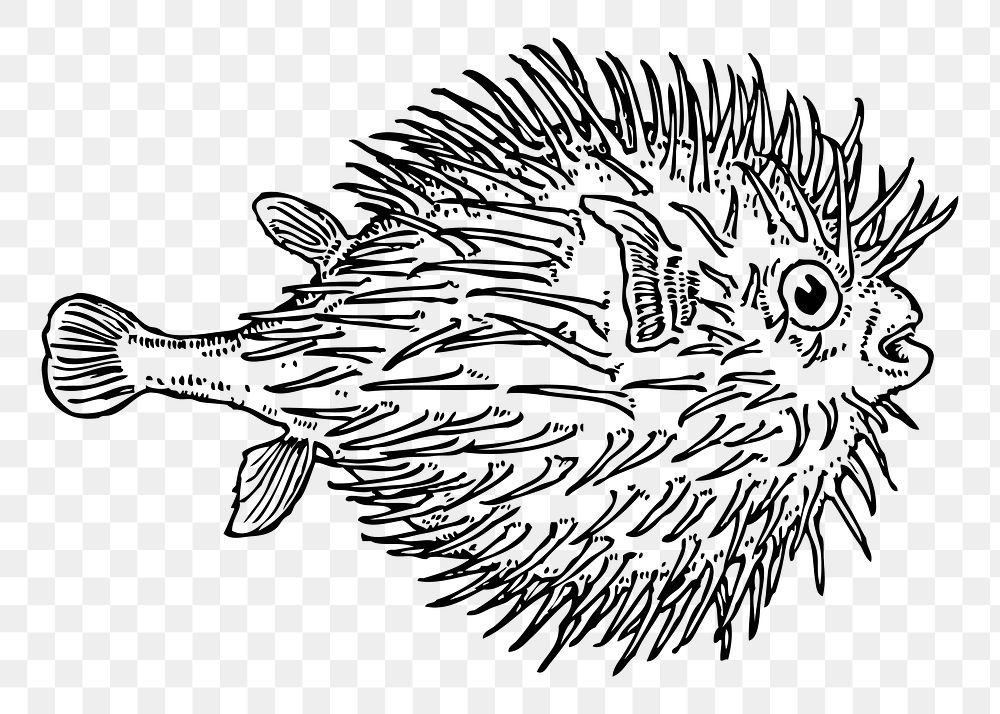 Blowfish png sticker illustration, transparent background. Free public domain CC0 image.