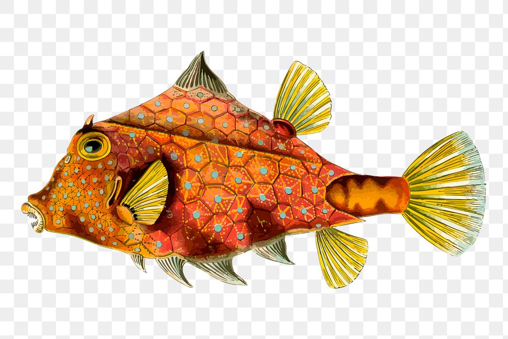 Exotic fish png sticker, animal illustration, transparent background. Free public domain CC0 image