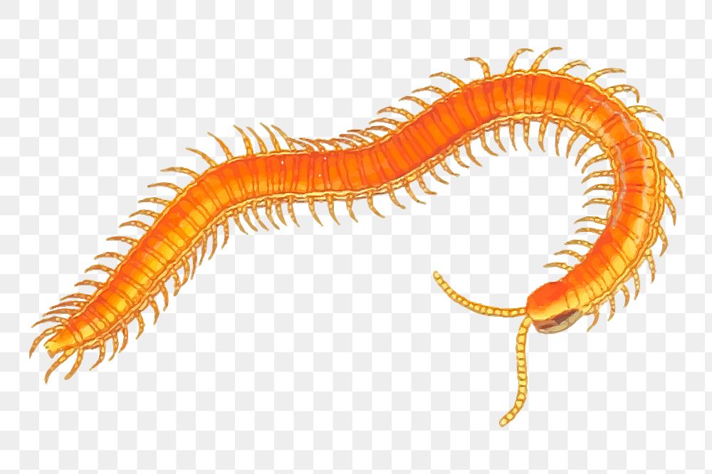 Centipede png sticker, animal illustration, transparent background. Free public domain CC0 image