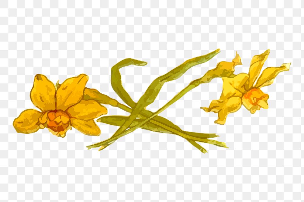 Flower png sticker, botanical illustration, transparent background. Free public domain CC0 image