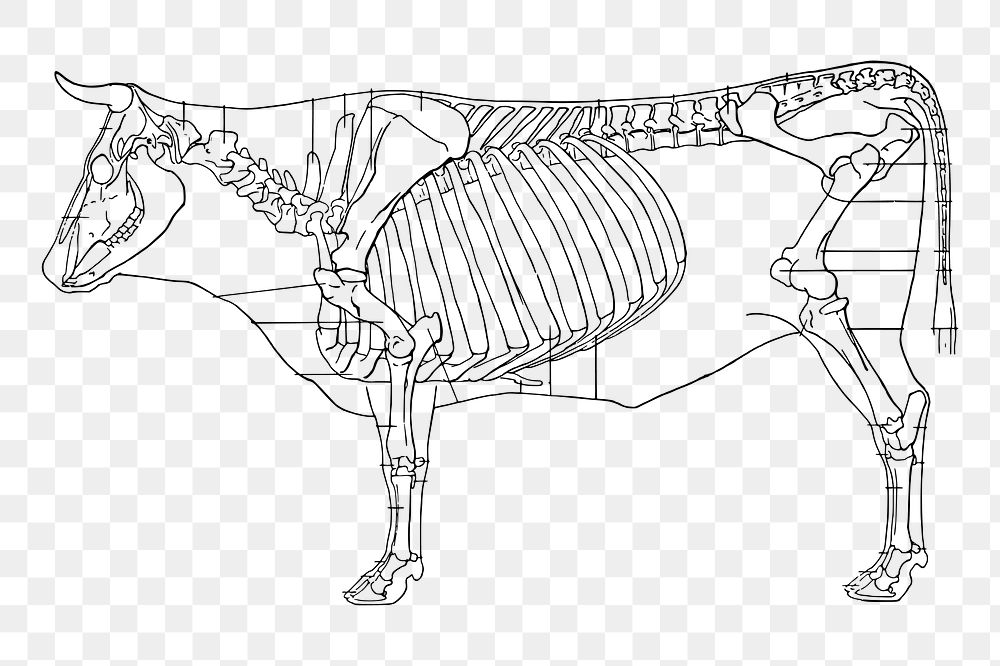 Cow diagram png sticker, transparent background. 