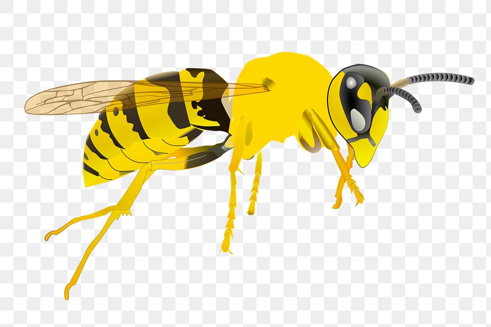 Wasp png sticker animal illustration, transparent background. Free public domain CC0 image.