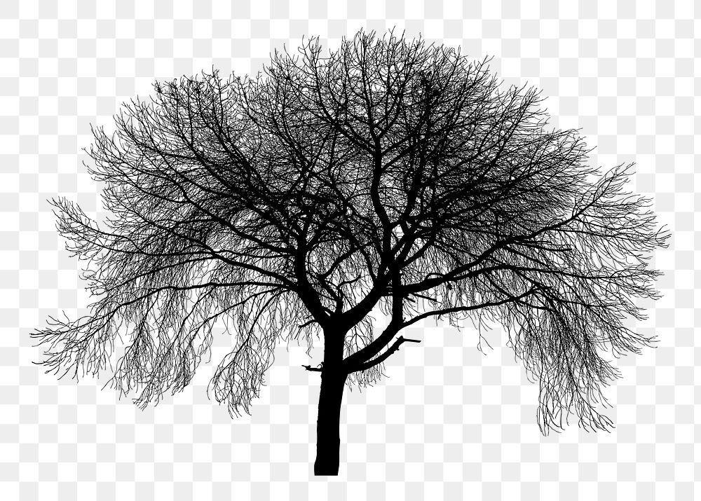 Silhouette tree png sticker nature illustration, transparent background. Free public domain CC0 image.