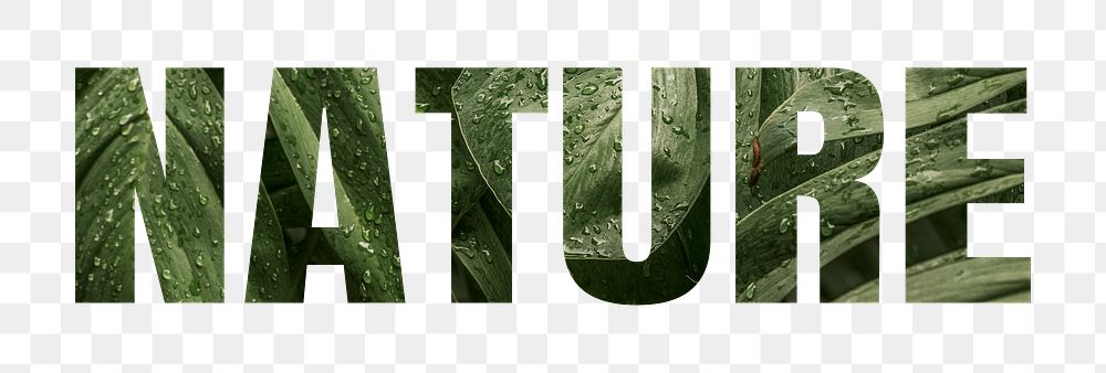 Nature png word sticker typography, green jungle leaves, transparent background