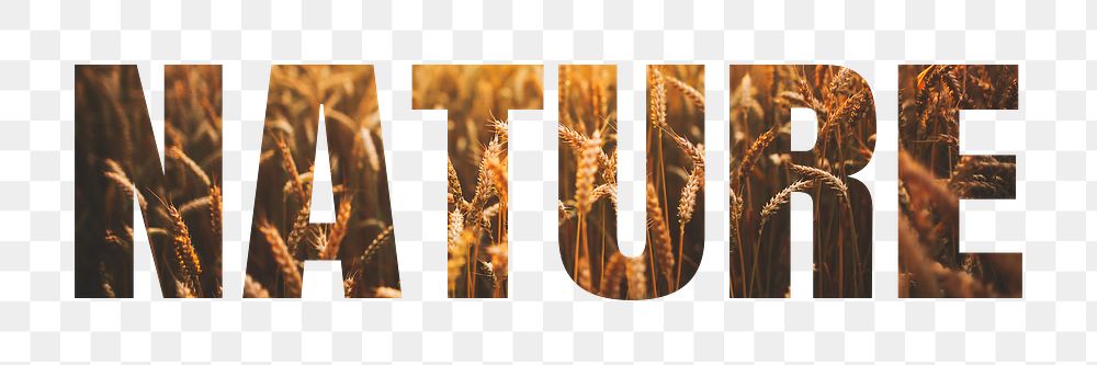 Nature png word sticker typography, wheat field, transparent background