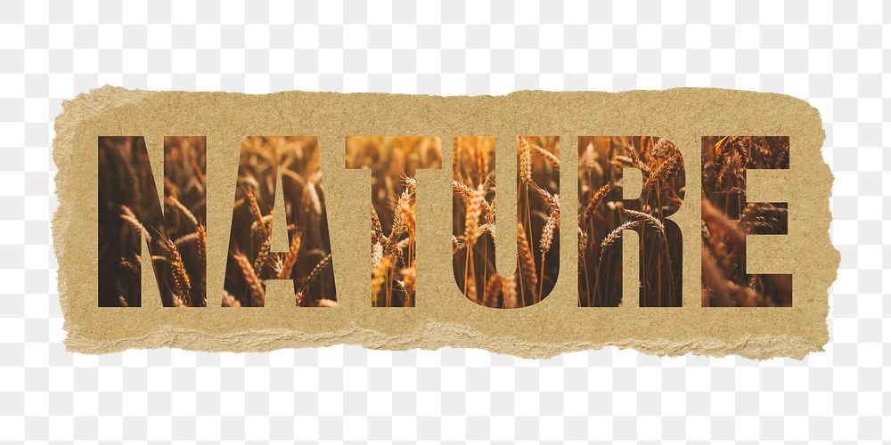 Nature png word sticker typography, wheat field, ripped paper in transparent background