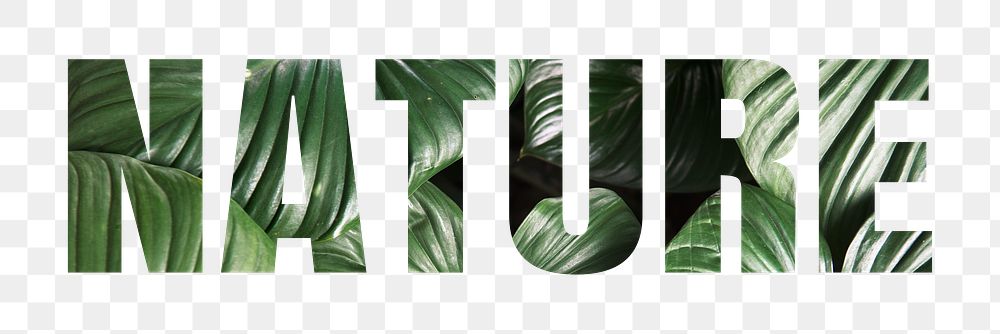 Nature png word sticker typography, green tropical leaves, transparent background