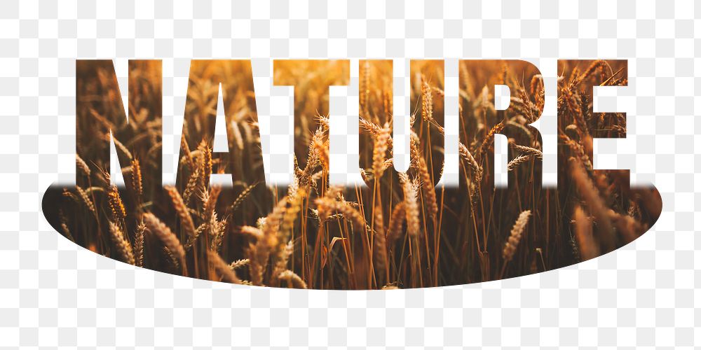 Nature png word sticker, barley field on transparent background