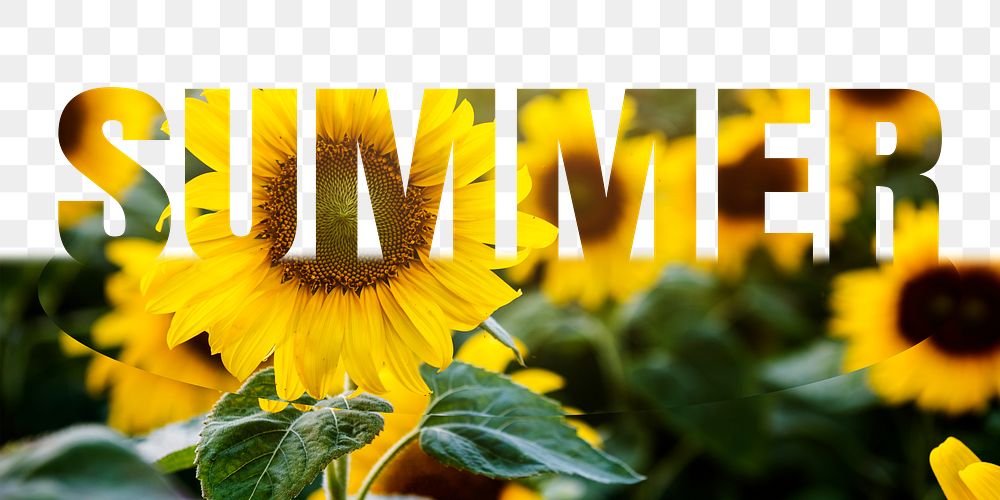 Summer word png border sticker, sunflower design, transparent background