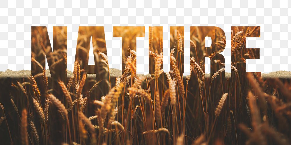 Nature word png border sticker, barley field  design on torn paper, transparent background