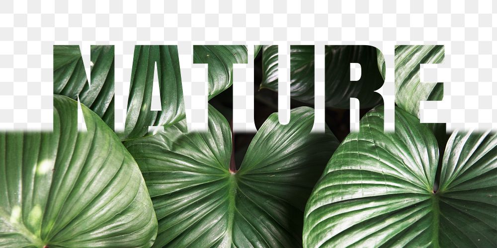 Nature word png border sticker, leaf design, transparent background