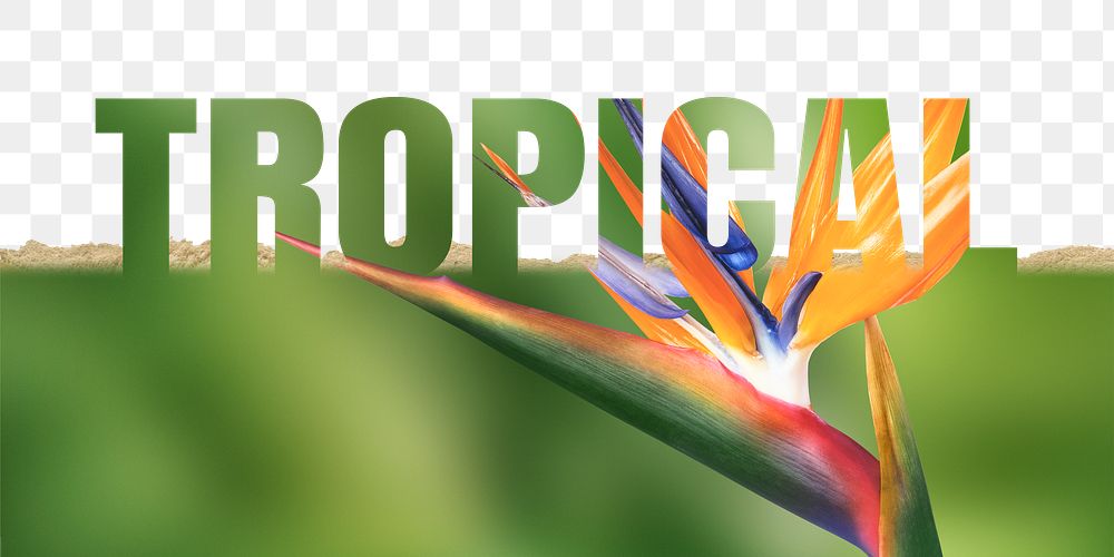 Tropical word png border sticker, green design on torn paper, transparent background