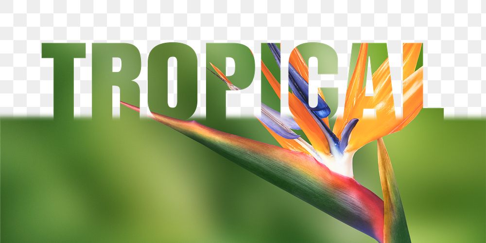 Tropical word png border sticker, green design, transparent background