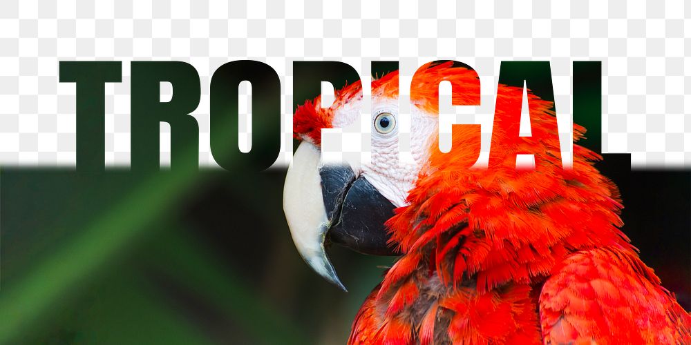 Tropical word png border sticker, parrot design, transparent background