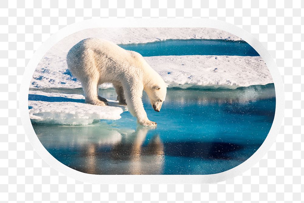 PNG polar bear in Antarctica, printable global warming sticker in transparent background