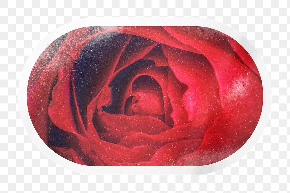 PNG red rose close up, oval rectangle clipart with white border, transparent background