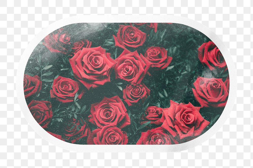 PNG aesthetic red roses label, rectangle oval sticker with white border, transparent background