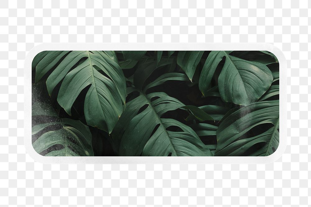 PNG green tropical leaves, printable rectangle sticker in transparent background