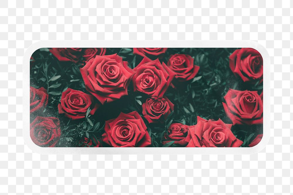 PNG aesthetic red roses label, rectangle sticker with white border, transparent background