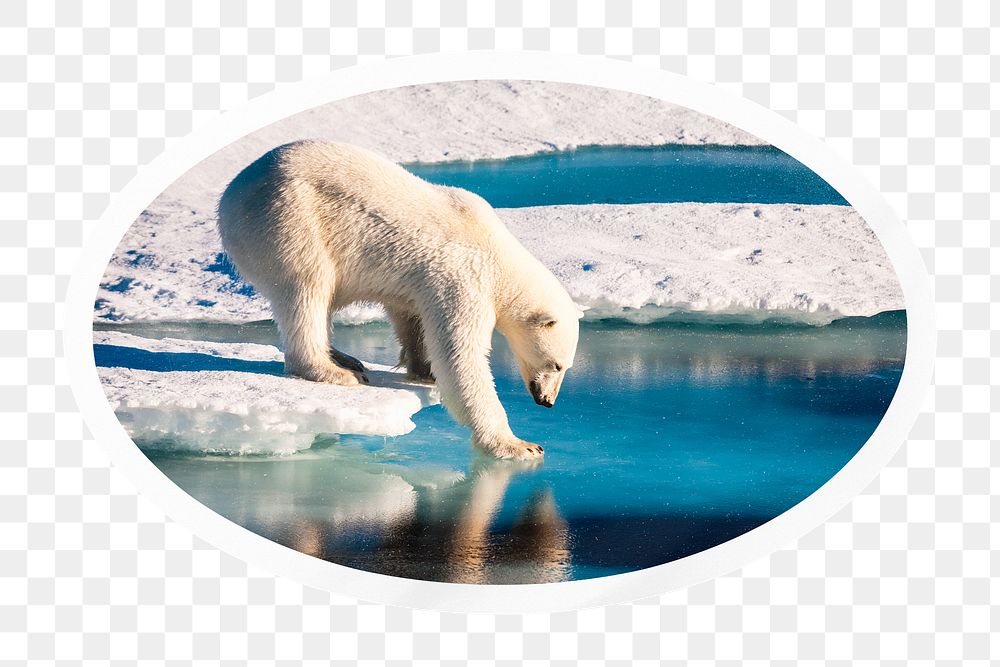 PNG polar bear in Antarctica, printable global warming sticker in transparent background