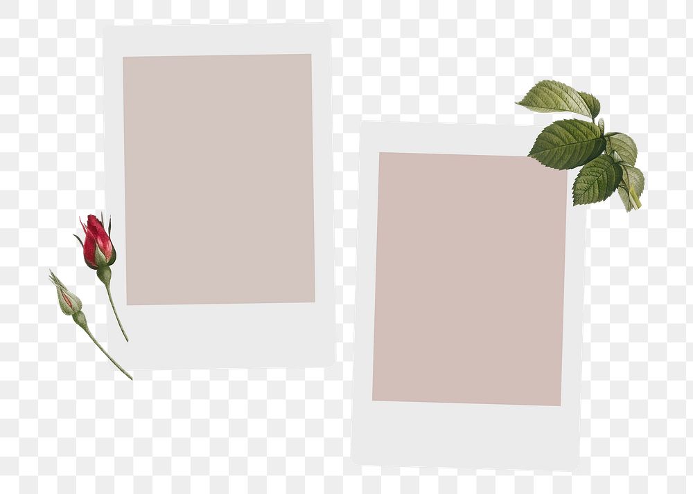 Aesthetic png sticker instant photo, botanical design, transparent background