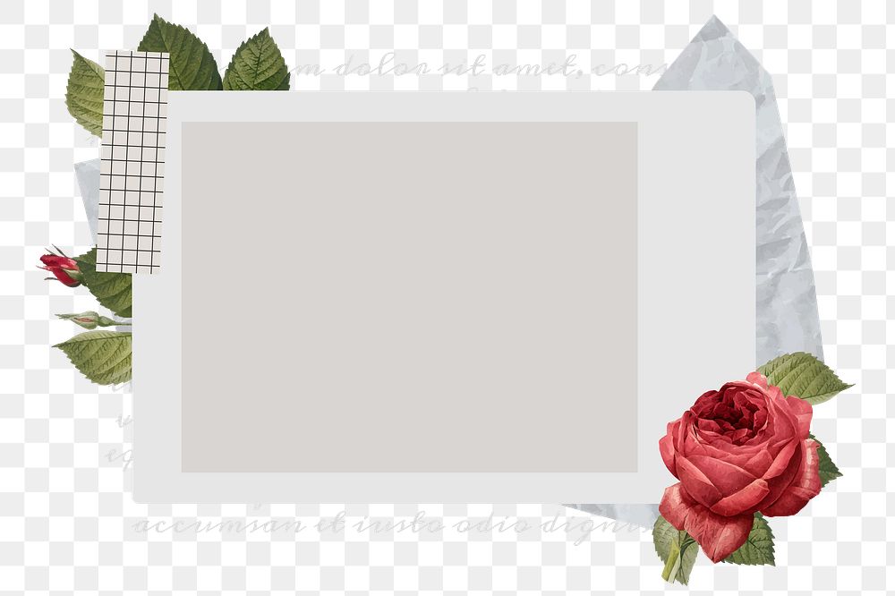 Red rose png sticker instant photo, botanical design, transparent background