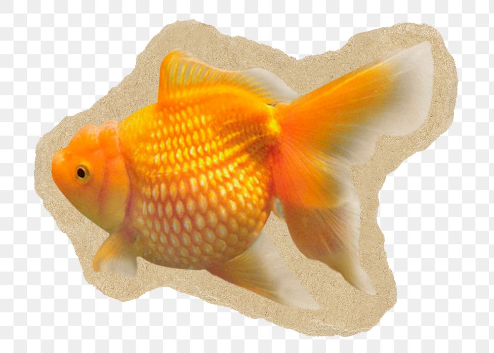 Gold fish png sticker, ripped paper transparent background