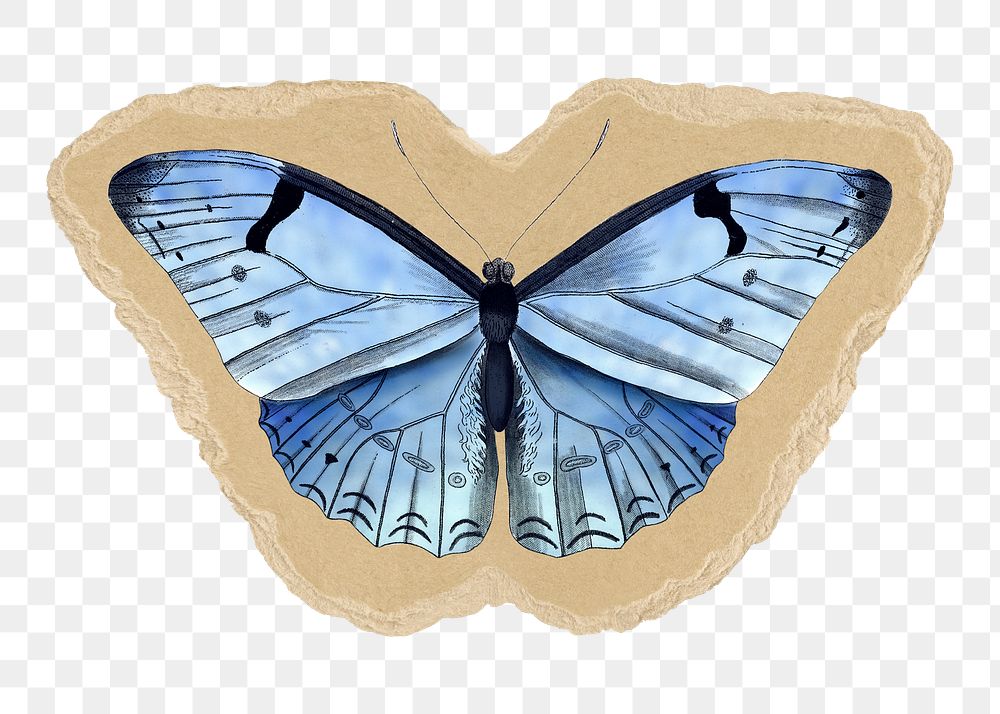 Blue butterfly png sticker, torn paper transparent background