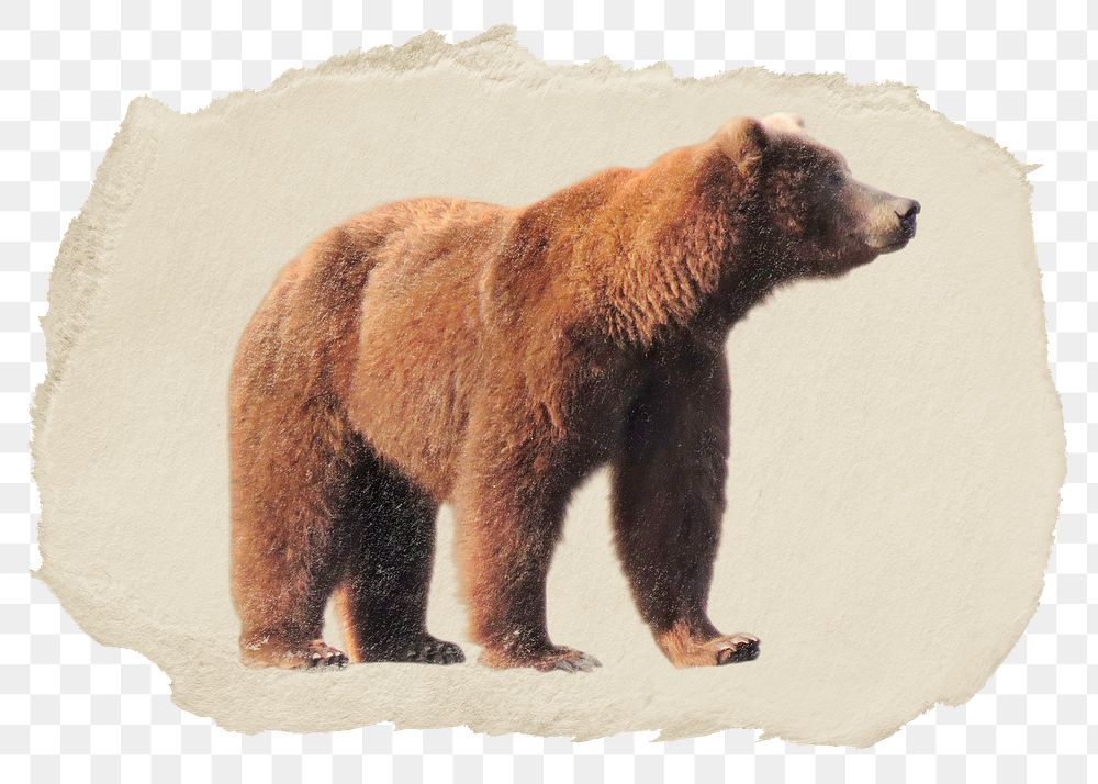 Grizzly bear png animal sticker, ripped paper, transparent background