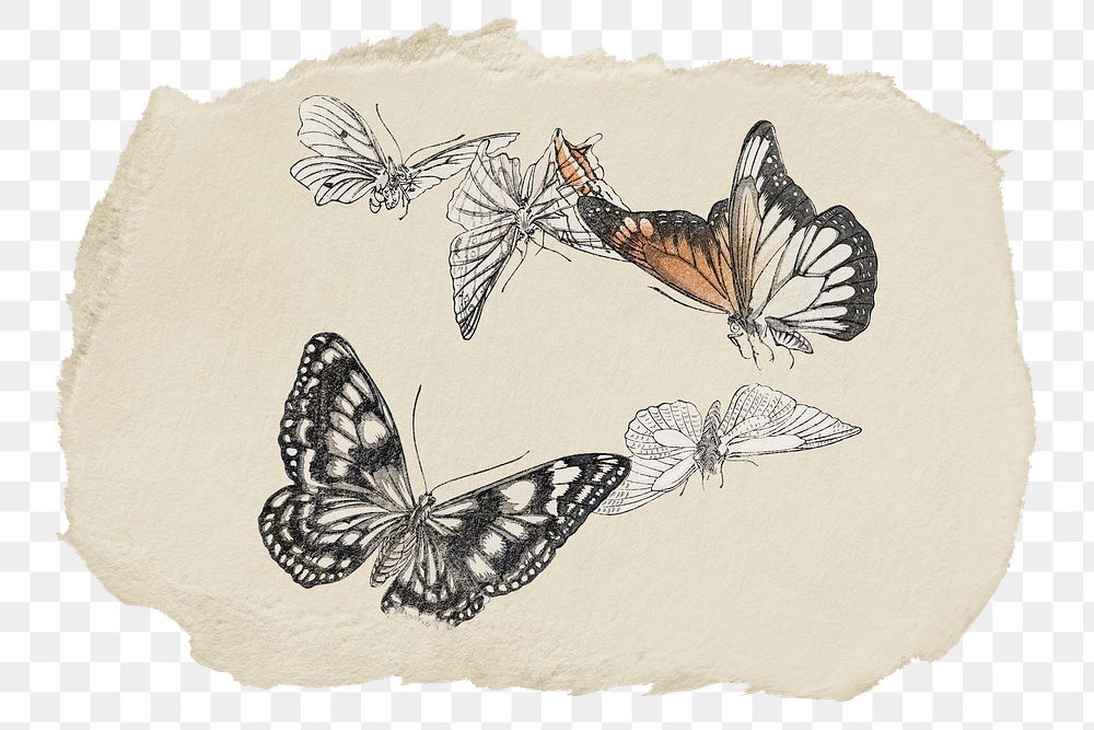 Aesthetic butterflies png sticker, ripped paper, transparent background