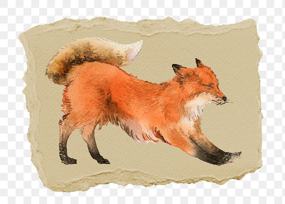 Stretching fox png sticker, ripped paper, transparent background