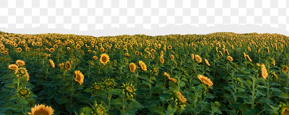 Sunflower field png border sticker on ripped paper transparent background transparent background