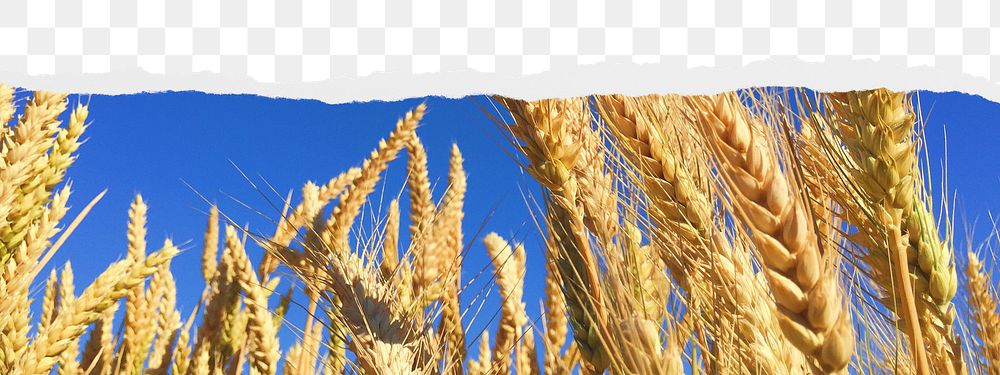Wheat field png border sticker on ripped paper transparent background