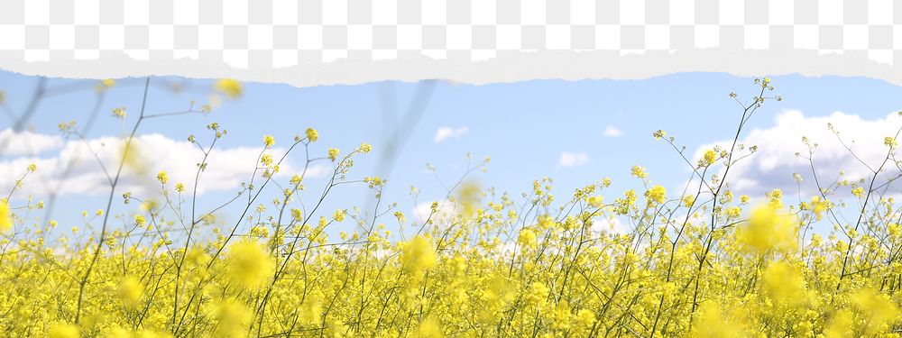 Rapeseed flower png border sticker on ripped paper transparent background