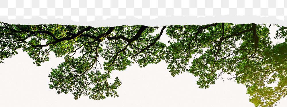 Tree png border sticker on ripped paper transparent background