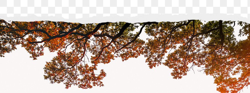 Autumn tree png border sticker on ripped paper transparent background