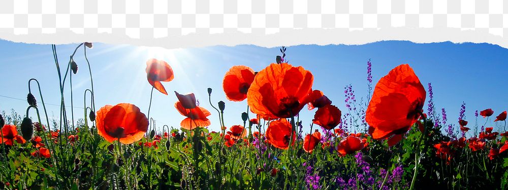 Red poppies png border sticker on ripped paper transparent background