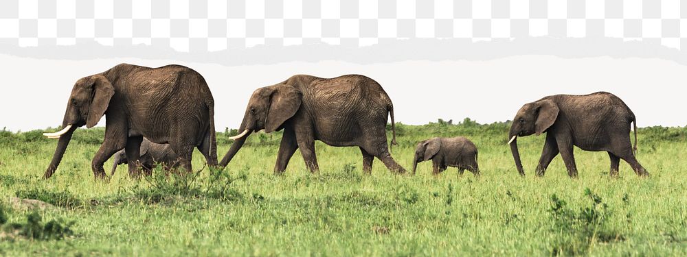 Elephants herd png border sticker on ripped paper transparent background