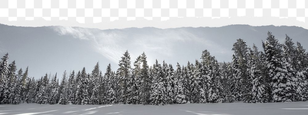 Winter forest png border sticker on ripped paper transparent background