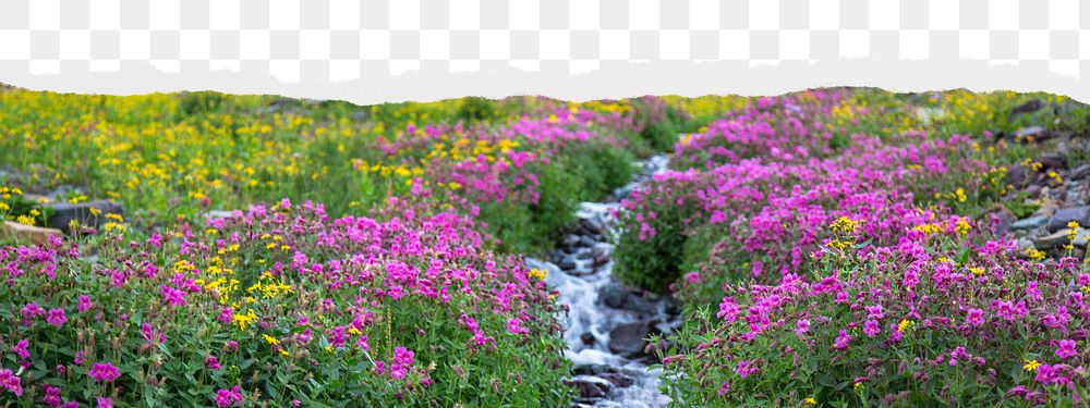 Wildflowers png border sticker on ripped paper transparent background