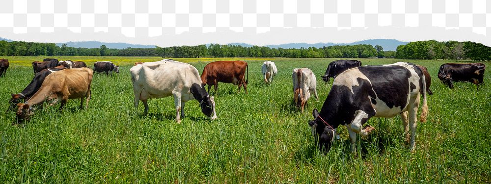 Cows grazing png border sticker on ripped paper transparent background