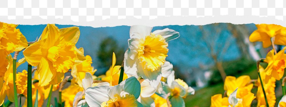 Daffodil png border sticker on ripped paper transparent background